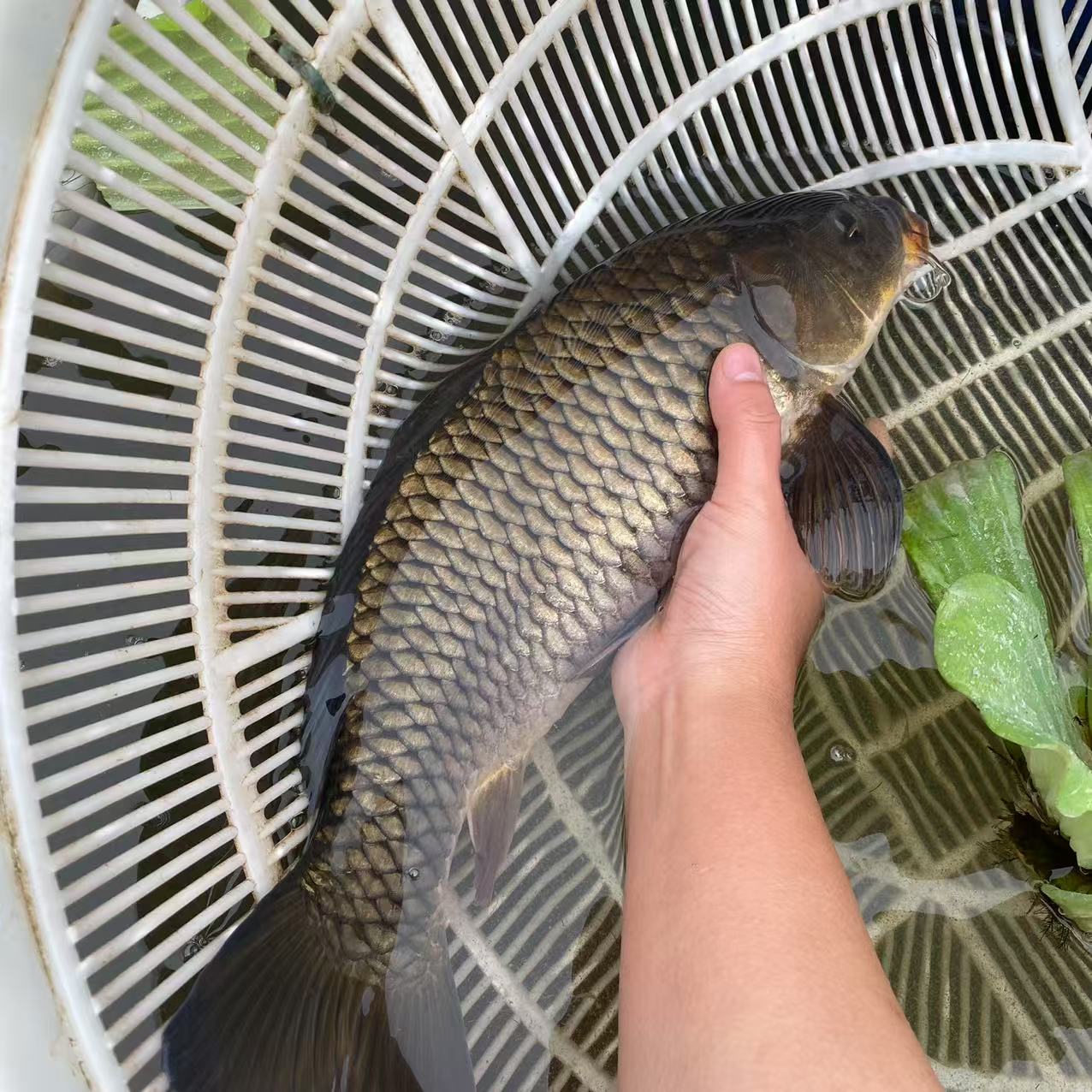 鲤鱼  重庆发货   观赏鱼水族活体
