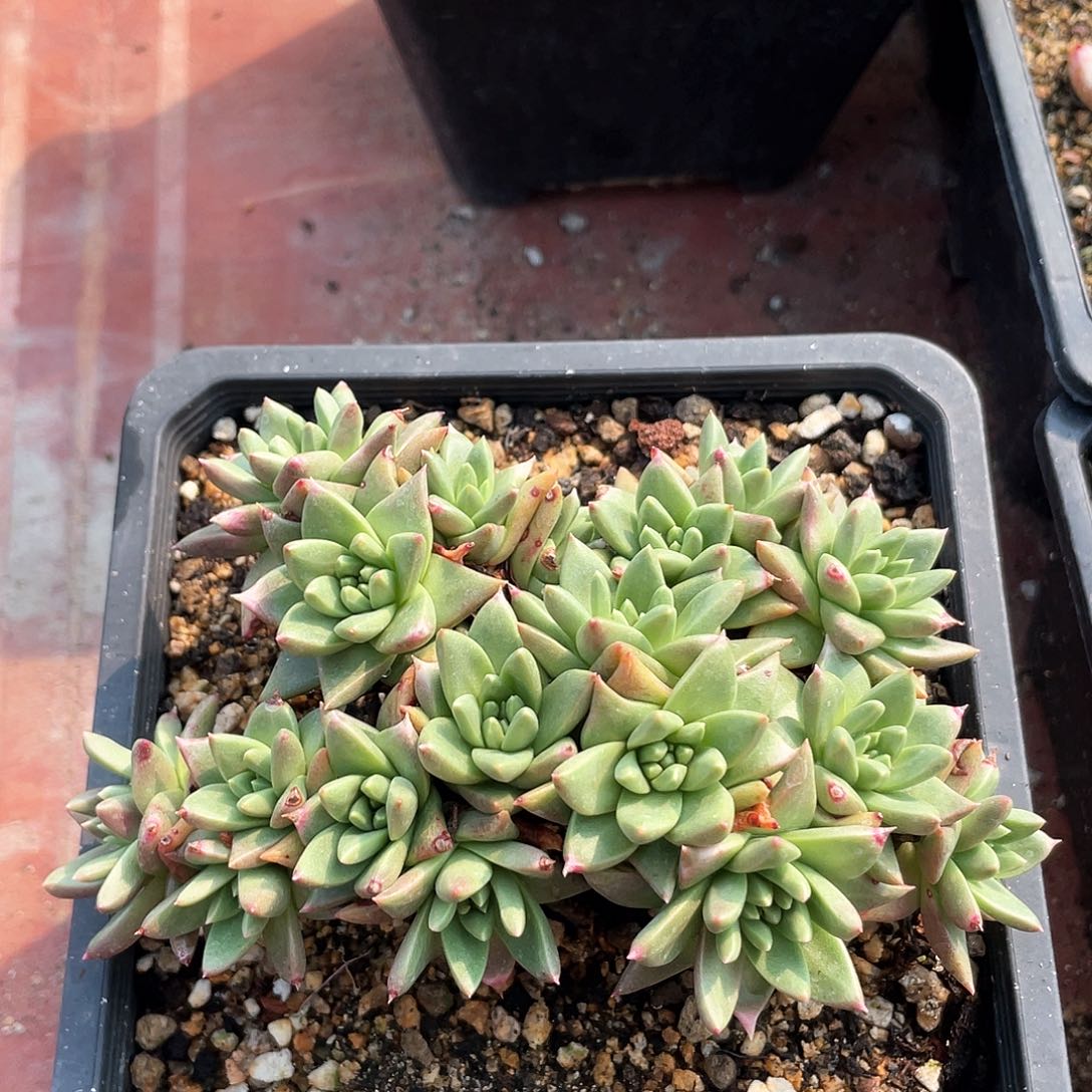 晨溪园艺仙女杯绿菊