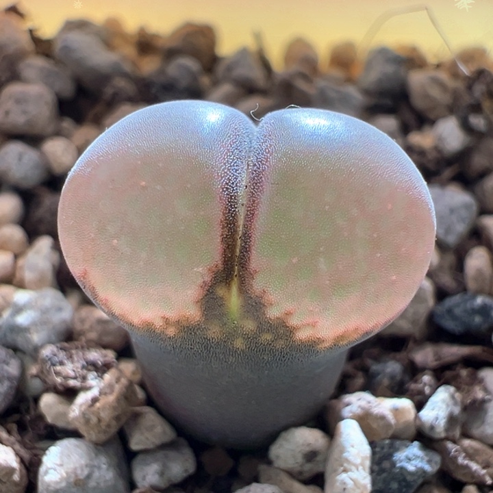 w164。特选兔兔c10 2年 特宽翻窗 88折后价