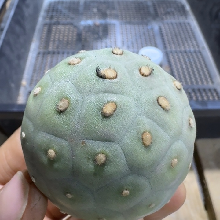 凸绒毛毛习志野侧芽