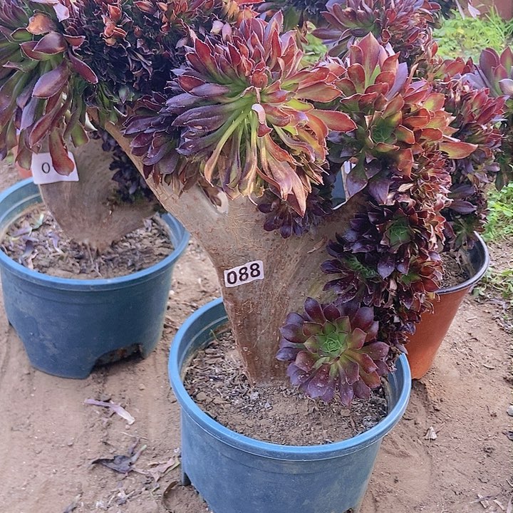 088黑缀化老板子法师缀
