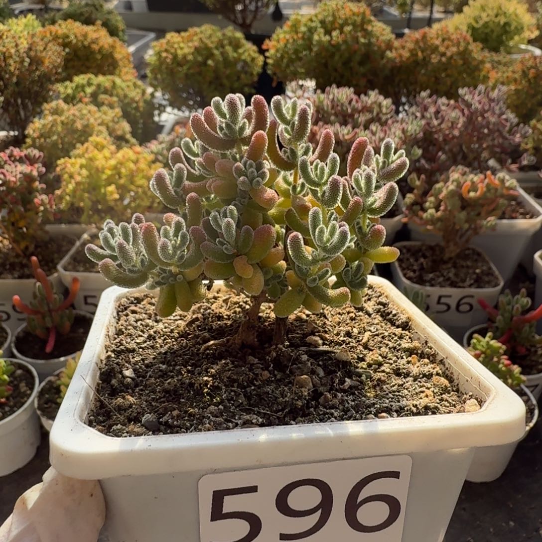 静***心596冰晶枝干一物一拍