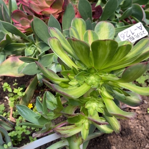 126嫁接知否多肉清棚福利