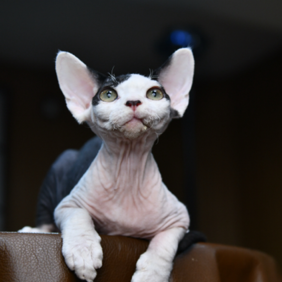 黑白开脸德文弟弟（定金）