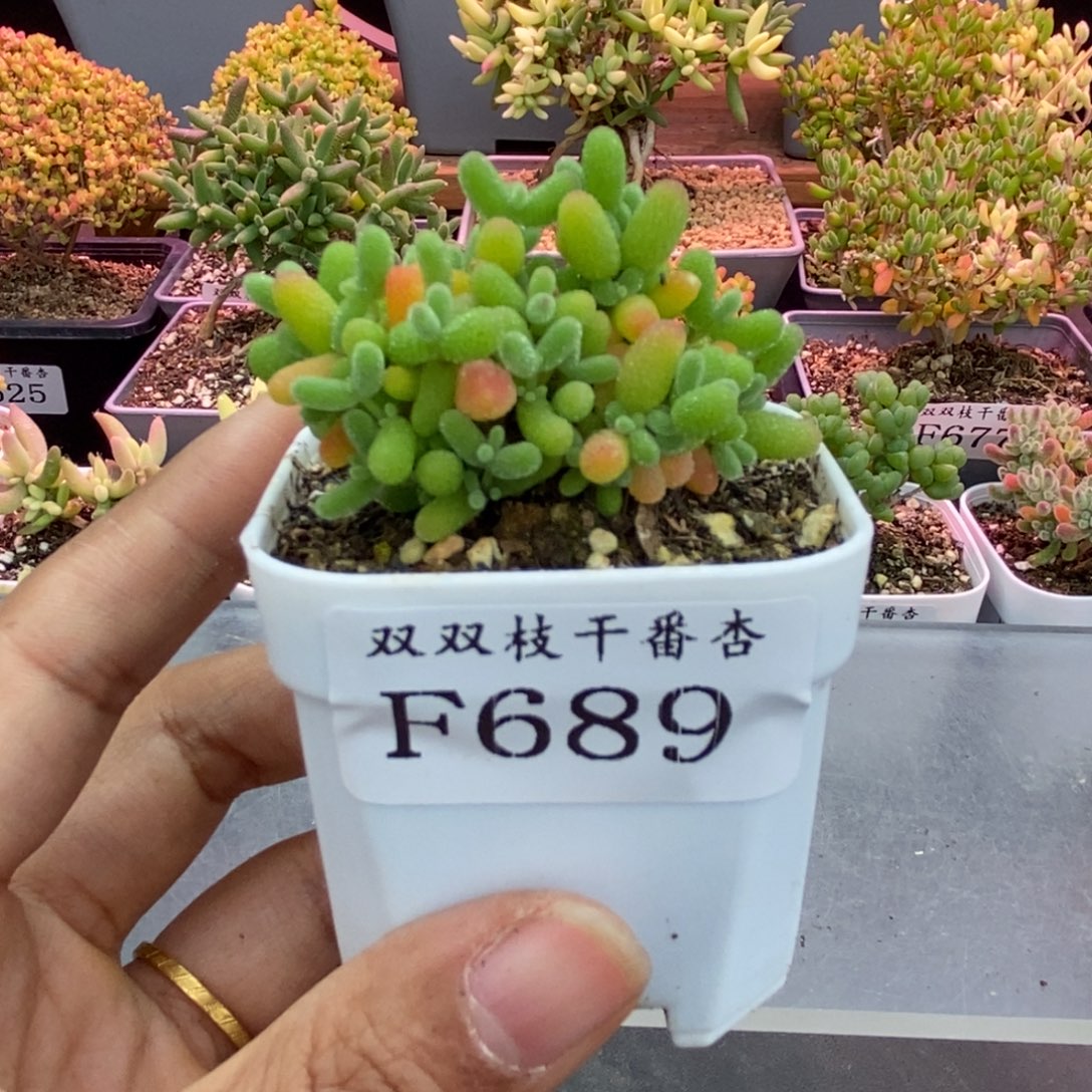 浮***梦689橘子糖。                    