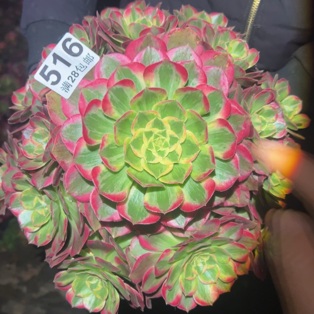 多肉植物516脱土的