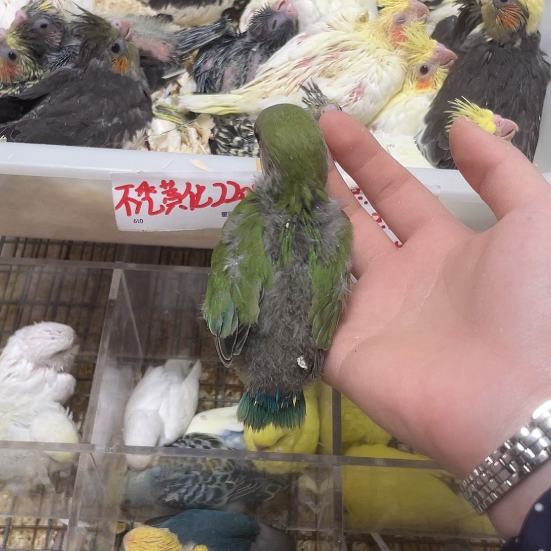 桃脸牡丹鹦鹉绿桃