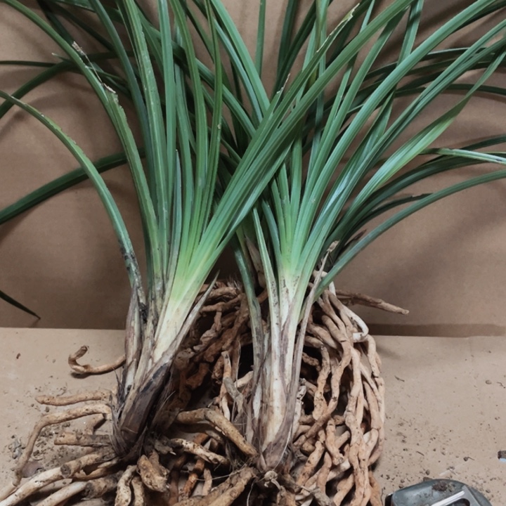 完全开放蕙草带花苞