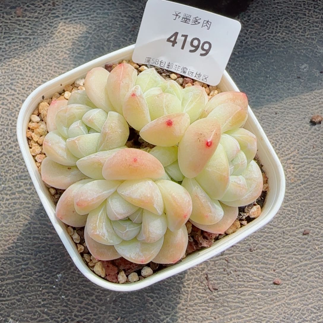 冰玉无砍，4199多肉植物