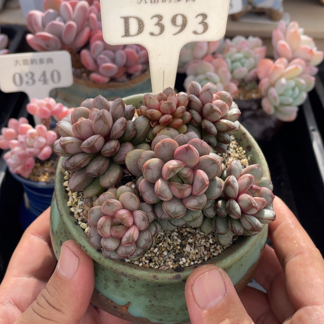 393葡萄不带盆7厘米