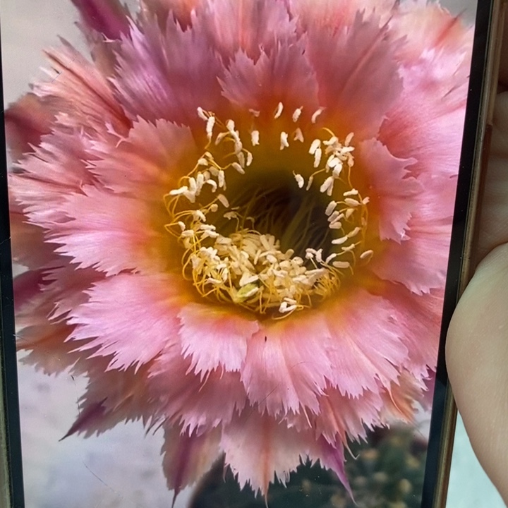 彩草羽毛1号带根6.5公分左右