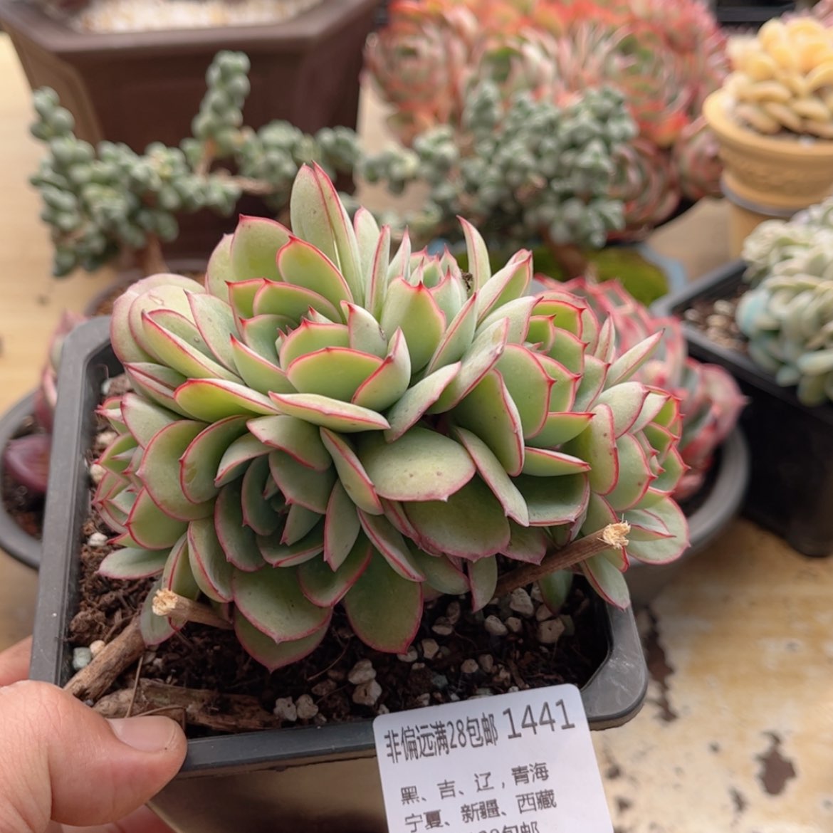 【闪购商品】1441牡丹亭缀