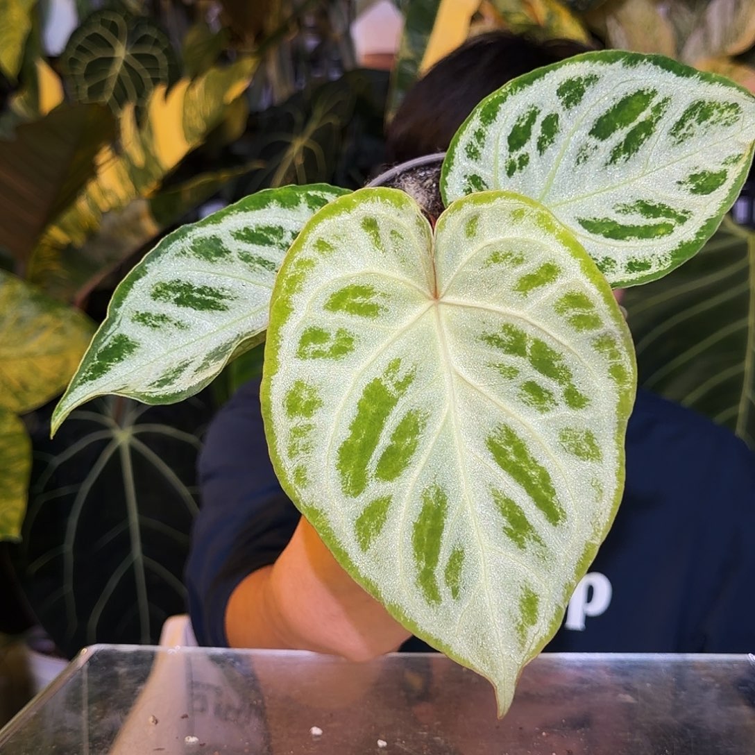 完全开放Q10  极致铜锣烧