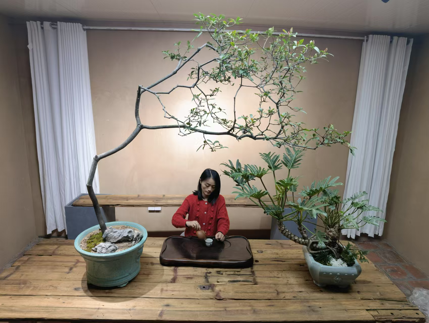 海岛春花石斑木庭院茶桌台造景盆景栽绿植老树桩大斜飘枝一物一拍