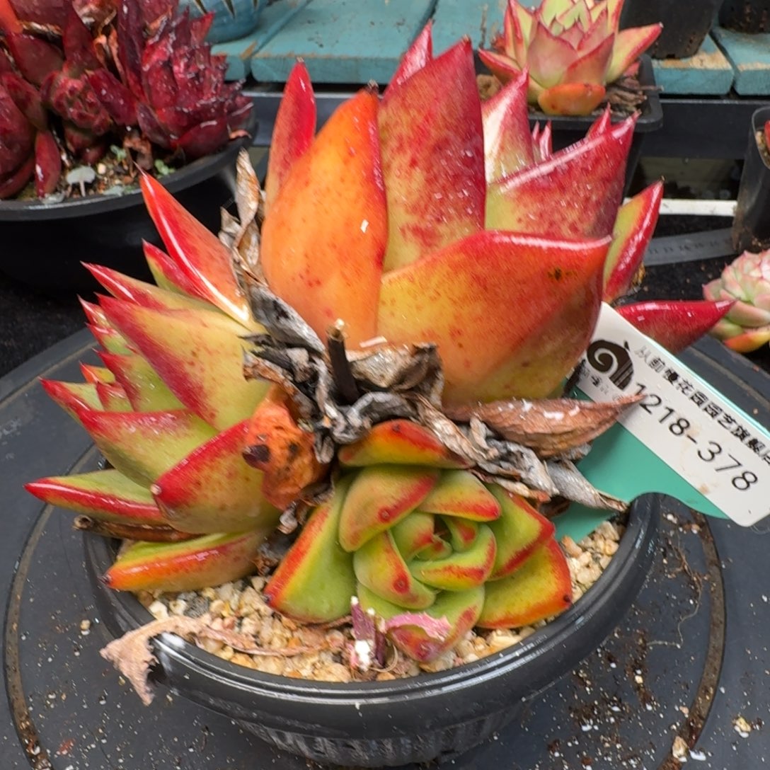 从前慢多肉精选编号1218.378