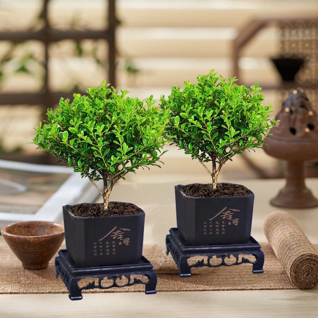 小叶赤楠盆栽桌面绿植客厅会开花植物茶台新中式盆景净化空气植物