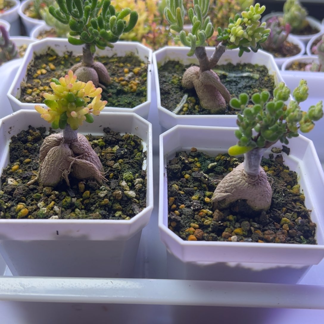 ▍***晨多肉植物枝干晨专拍