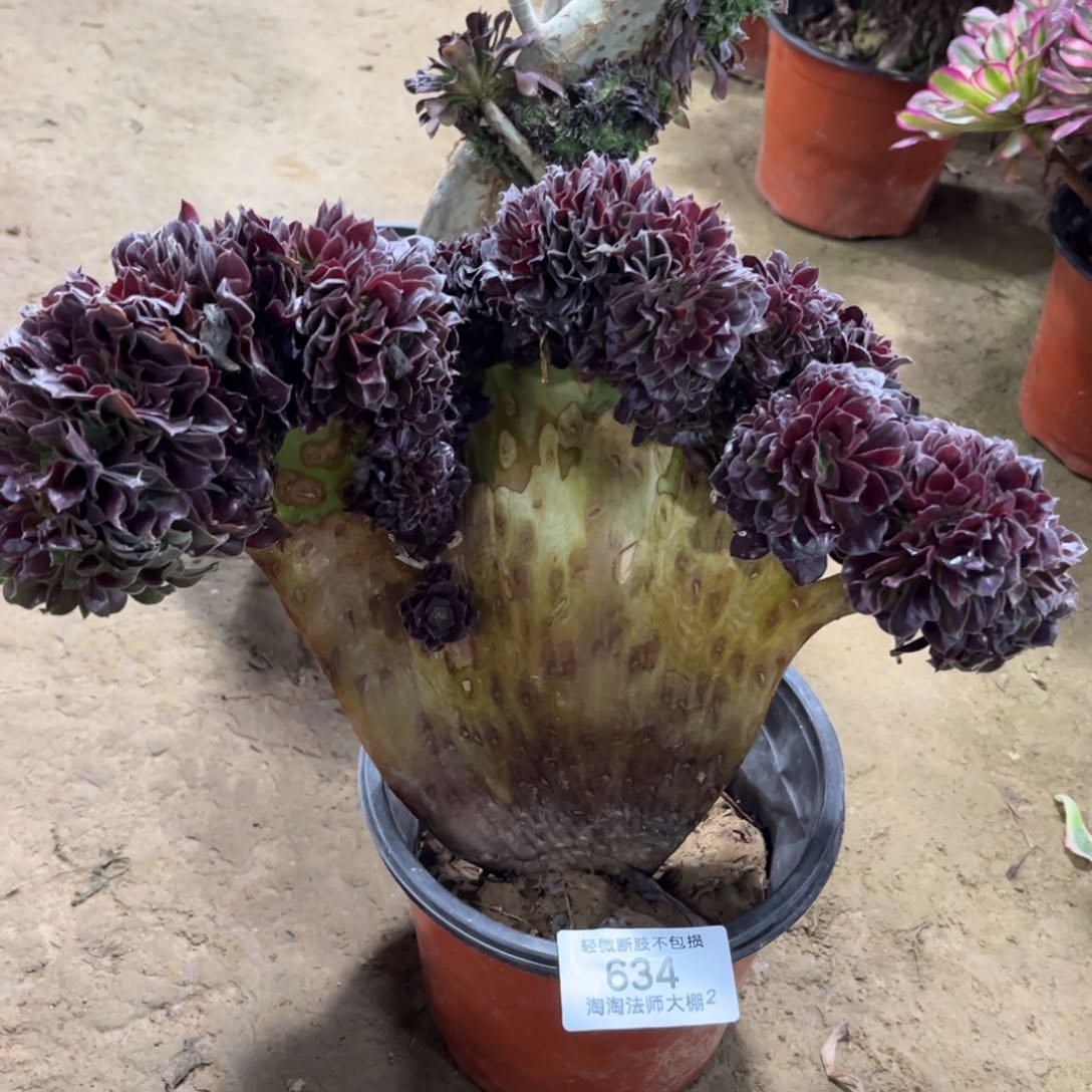 634欧紫缀化多肉植物法师