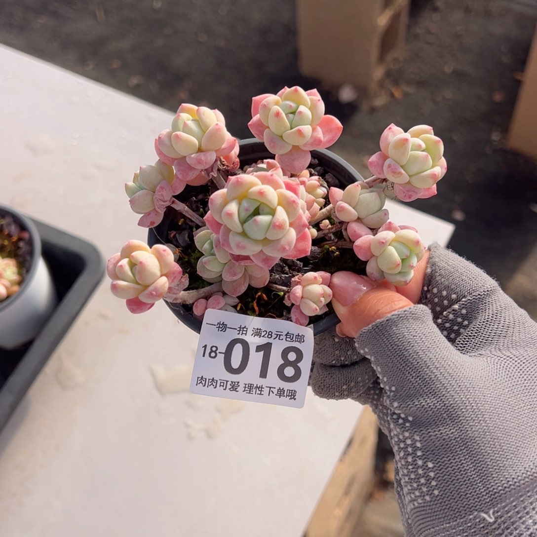 粉香水多肉多肉多肉多肉