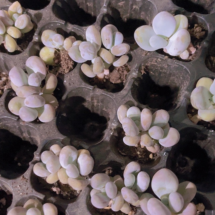 精品双头蛋黄奶多肉植物