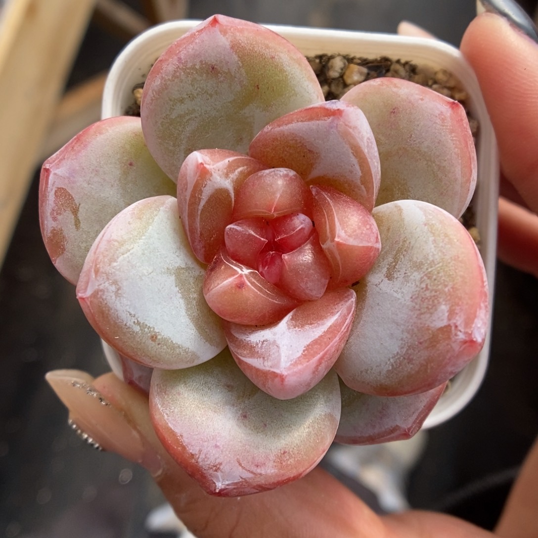 宝石心珍妮357号。  