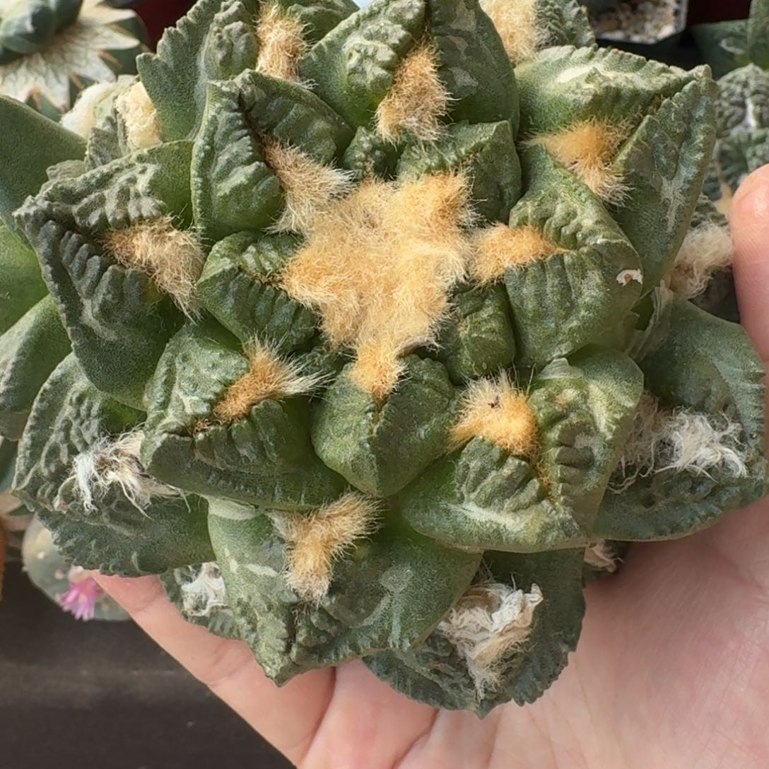 【闪购商品】落地金毛龟甲