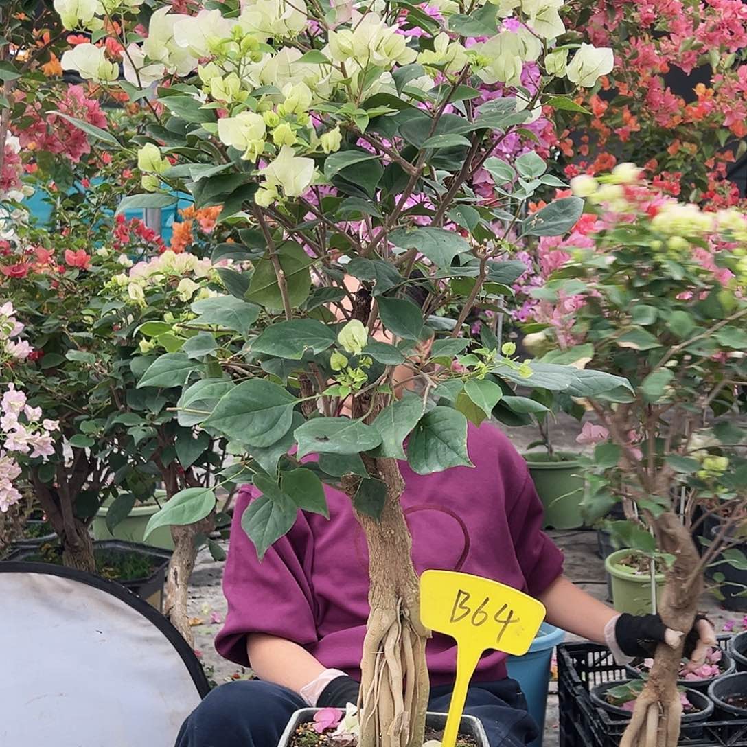 米***树大部分花苞少量开放B64绿樱