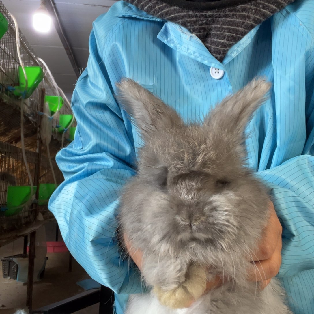 宠物兔英系安哥拉兔