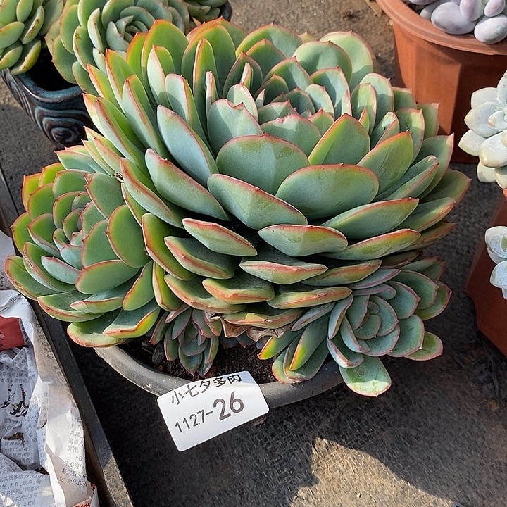 用***5小七夕多肉晨露26