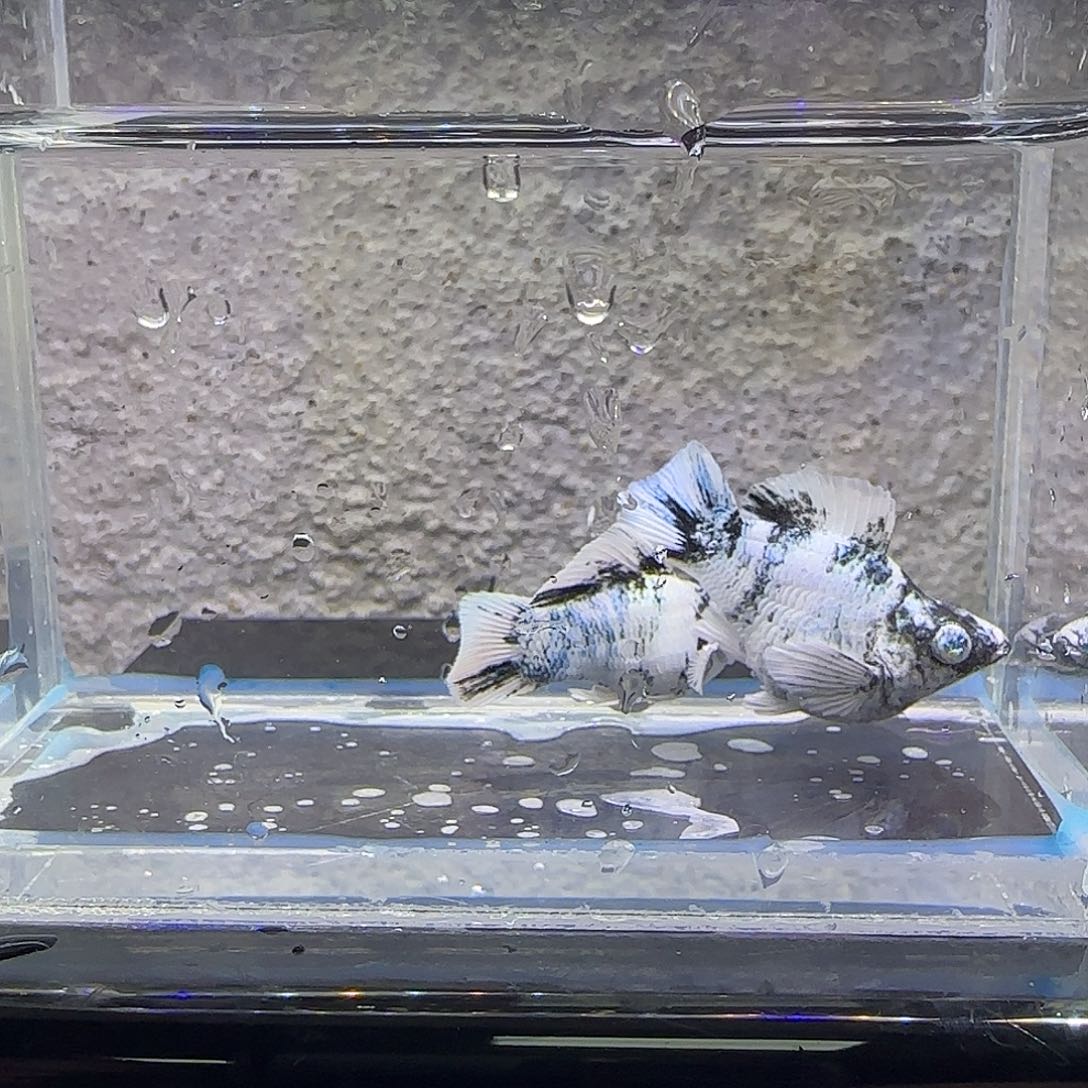 黑玛丽鱼水墨玛丽。20号