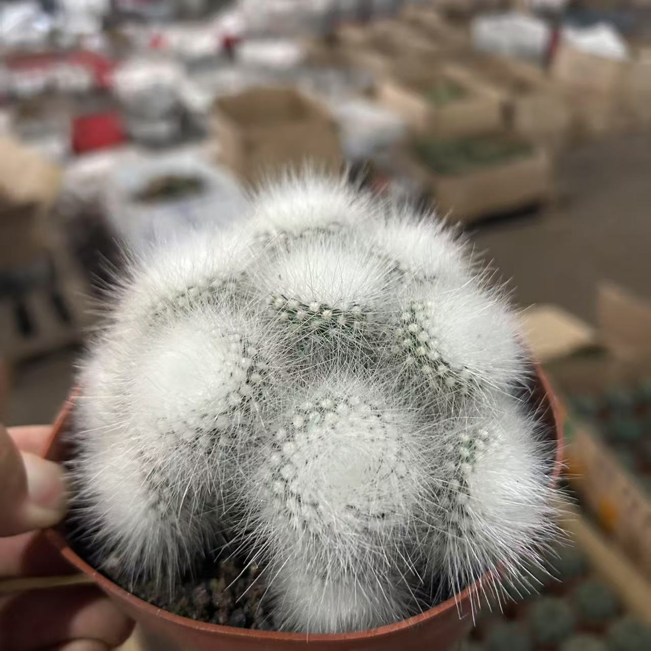 群生白小丁  仙人球夏型种绿植盆栽桌面阳台
