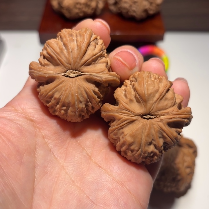 核桃40尺寸白狮子