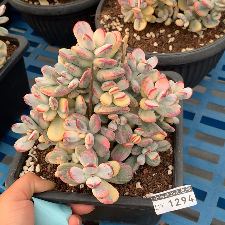 乒乓福娘锦多肉植物1294脱土发货