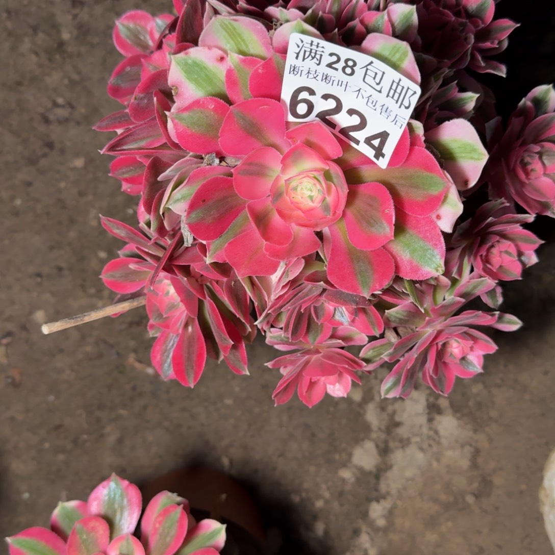 6224女巫多肉植物