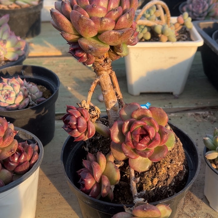 美***兔一物一拍黑睡觉多肉49