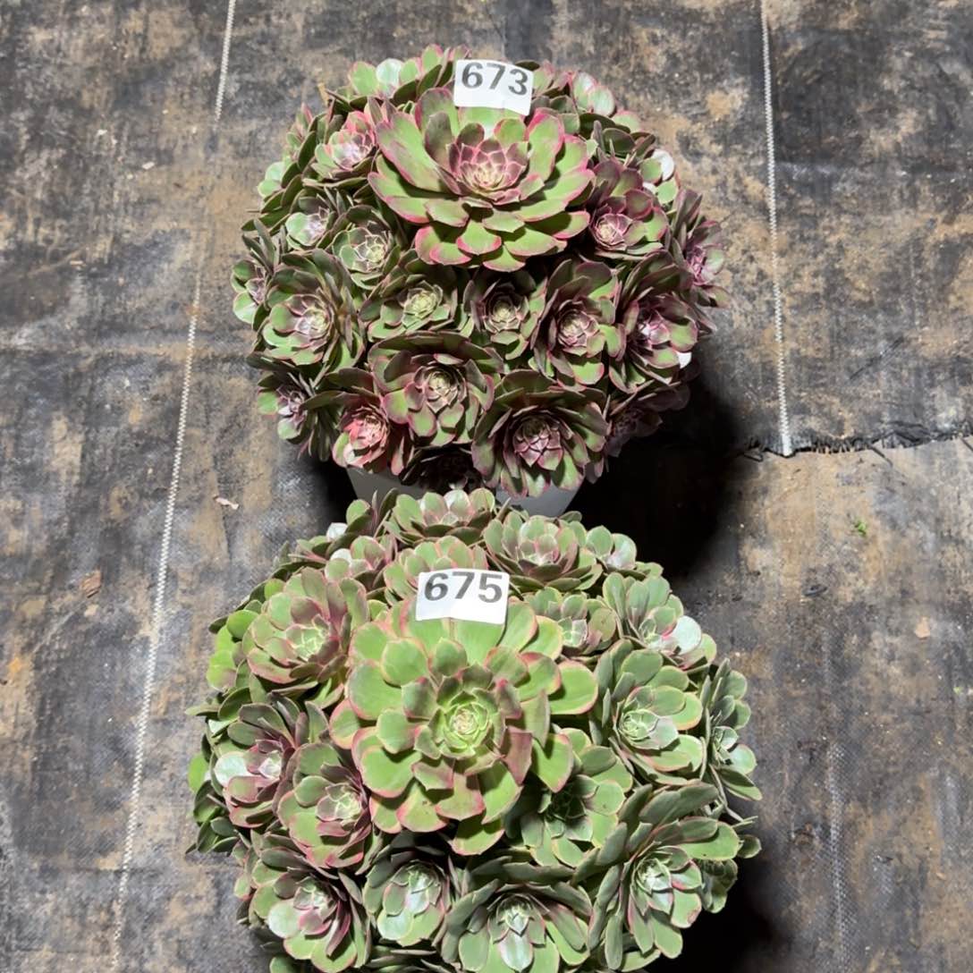 673！675！2颗粉花妖法师多肉植物