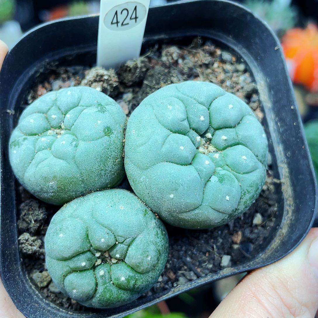 非偏远地区满25包邮仙人球