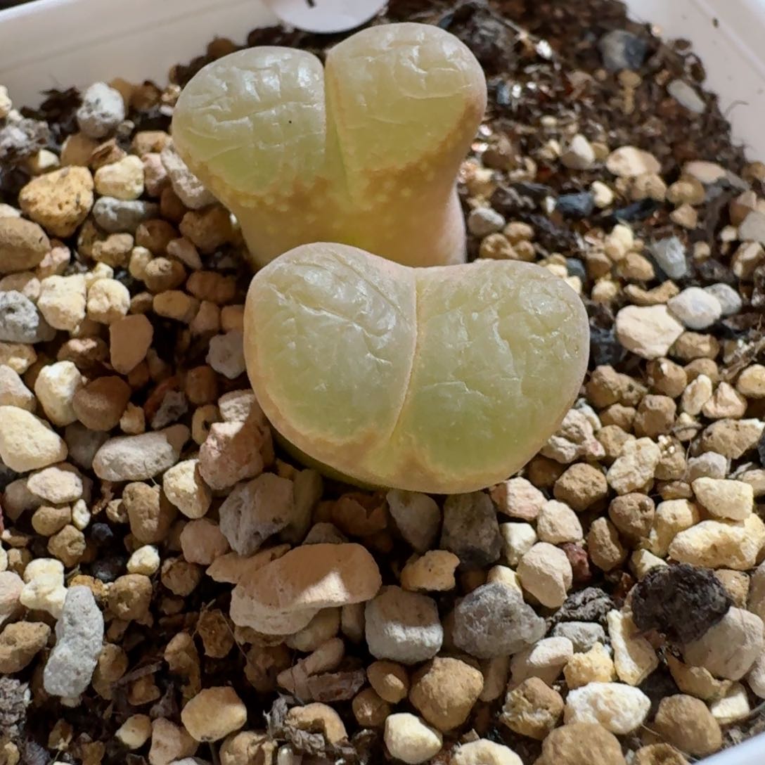 115......多肉.....