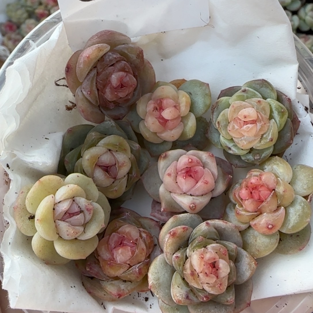 616 王者系列混合一盒