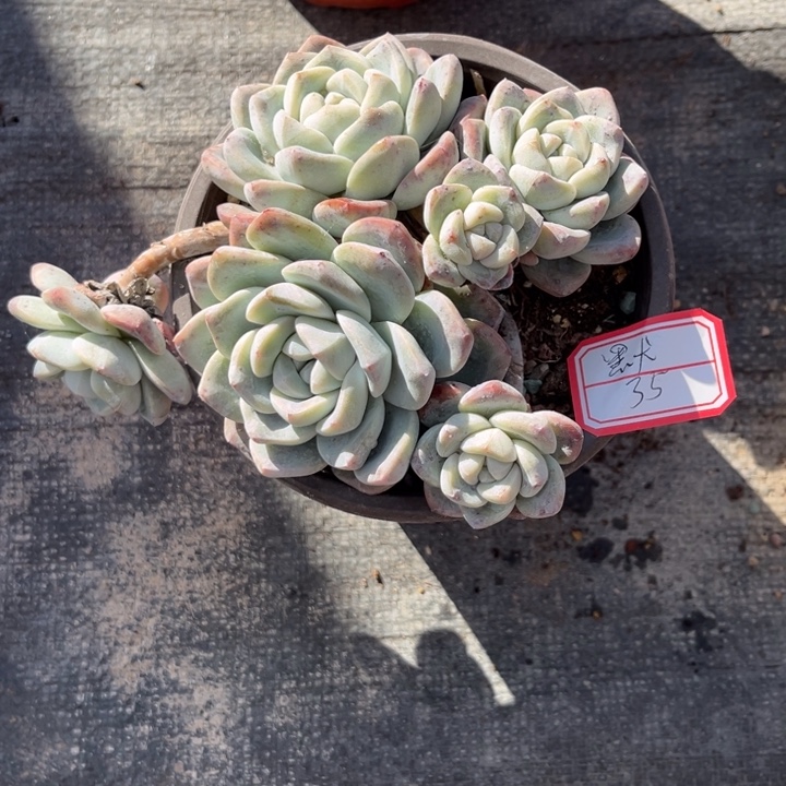 默***冰玉多肉十方盆6头