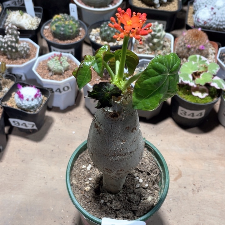 433佛度海棠块根