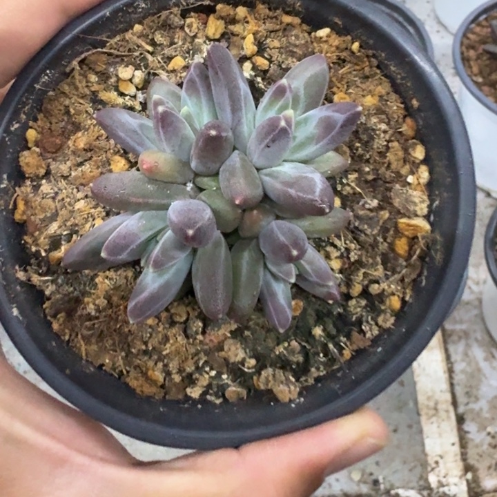 美人杂交 一物一拍