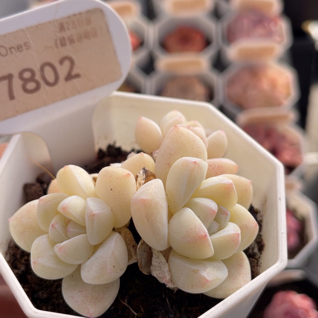 冰玉7802-6.0厘米