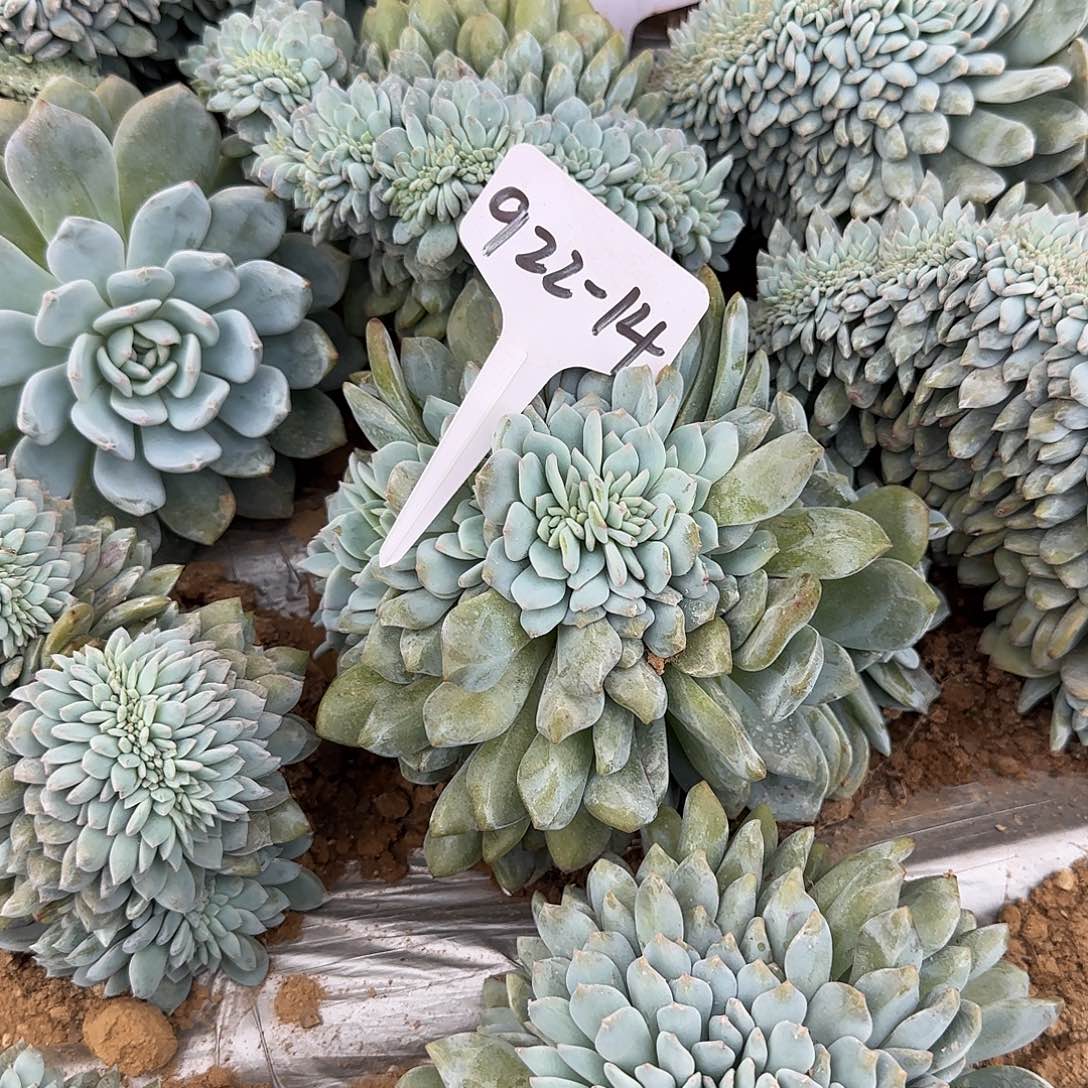 L***A922-14橙子缀地栽寄养