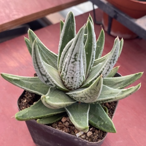 大硬叶皇帝10仙人球