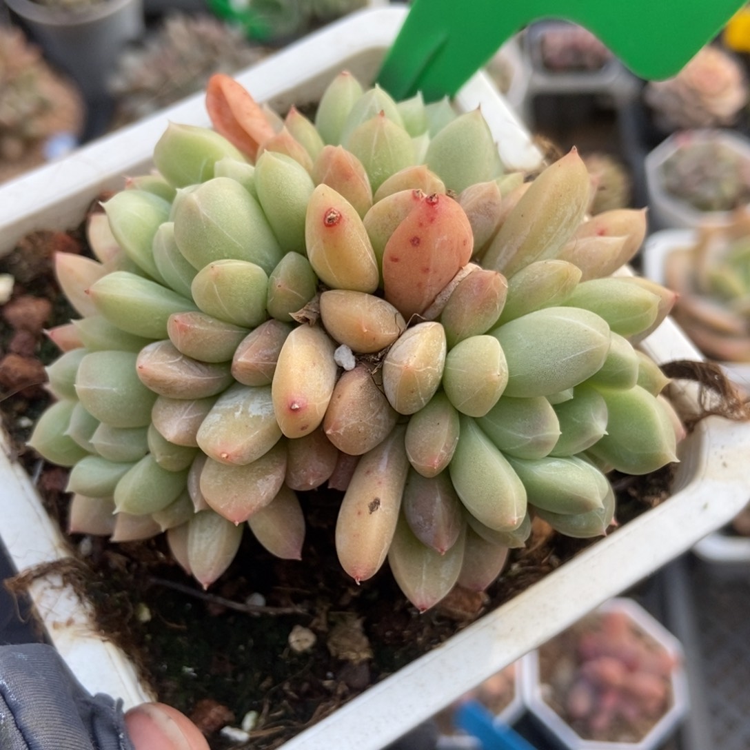 810百搭翡翠多肉植物保护