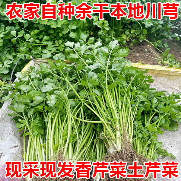 江西余干本地川芎农家自种老品种土香芹露天土芹菜现挖时令蔬菜