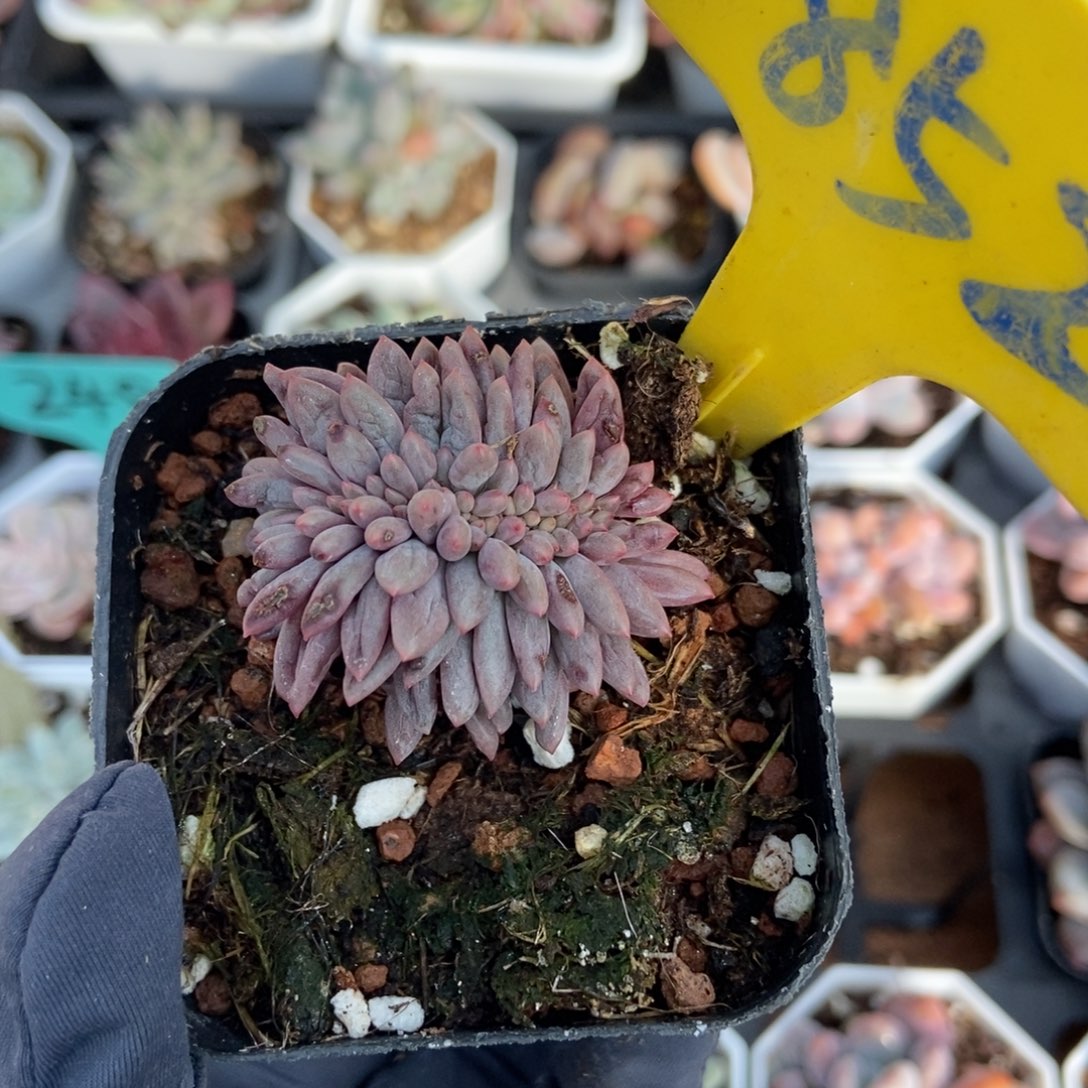 852车厘子缀多肉植物