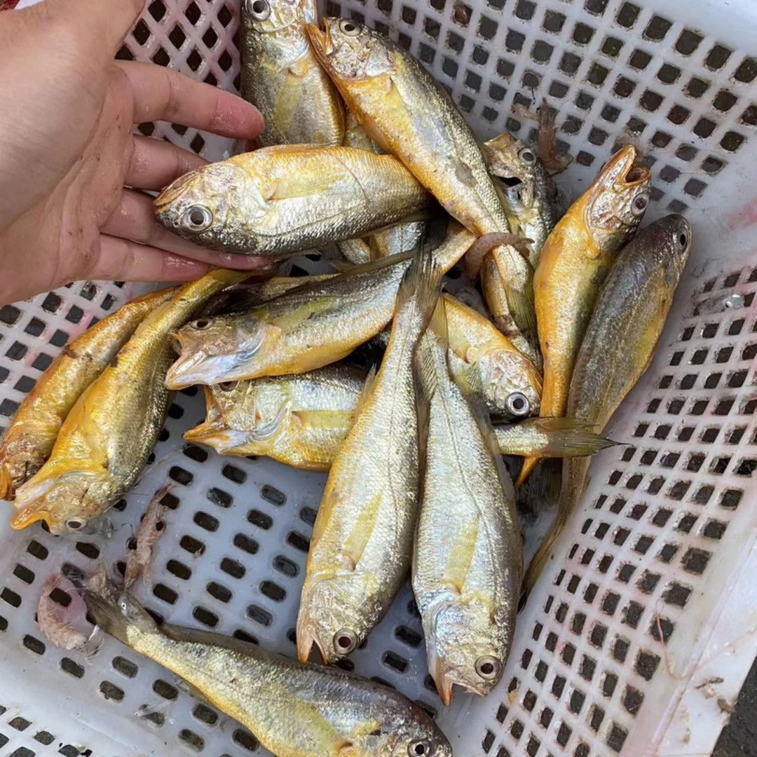 4斤近海小船黄花鱼 新鲜 码头直发顺丰包邮小黄花