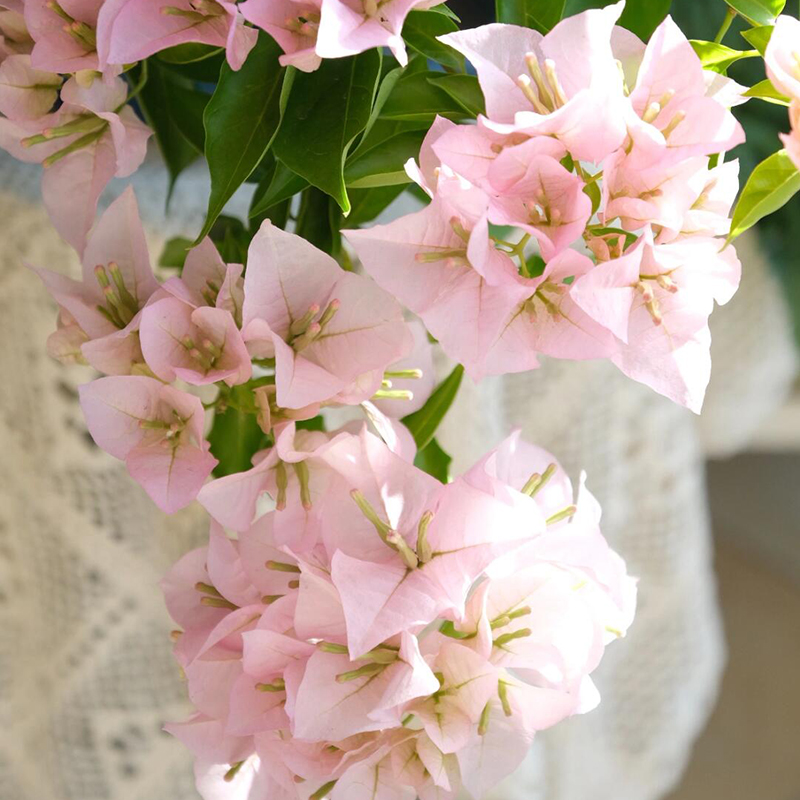 粉天使【一物一拍】三角梅阳台庭院摆放花卉新手桌面植物